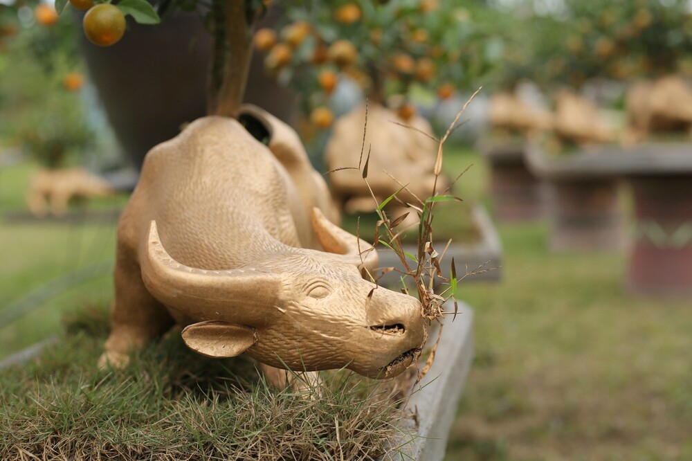 Trâu vàng 'cõng' quất bonsai rục rịch đón Tết Tân Sửu Ảnh 10
