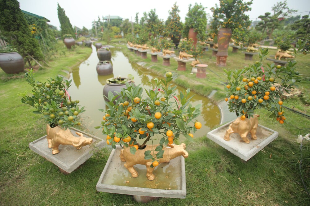 Trâu vàng 'cõng' quất bonsai rục rịch đón Tết Tân Sửu Ảnh 3
