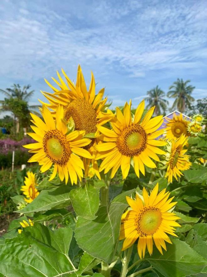 Địa điểm check-in Tết Dương lịch 2021: “Vườn hoa Đà Lạt” giữa lòng Sài Gòn hút giới trẻ - 8